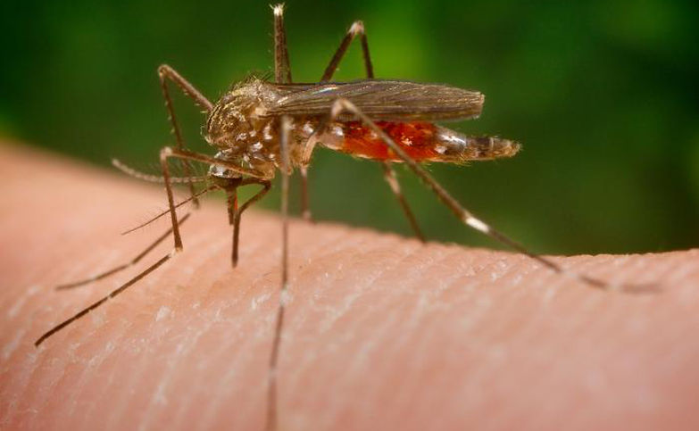 Crédit Photo : James Gathany www.cdc.gov. Une femelle moustique Aedes japonicus, en train de prendre un repas de sang.