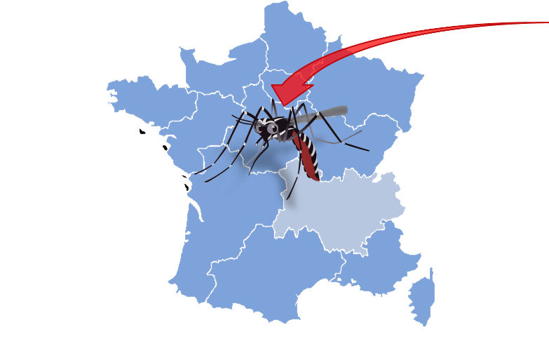 Les espèces de moustiques  importés en France