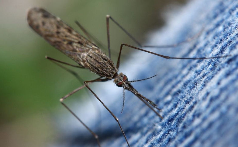 Une femelle moustique Anopheles Maculipennis en train de piquer à travers un textile