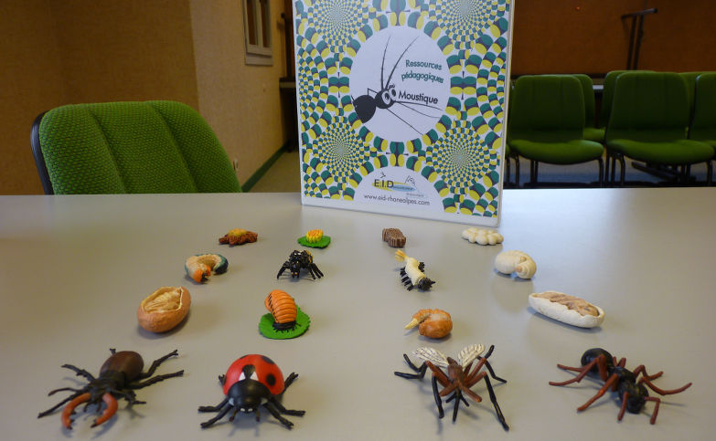 Figurines permettant d'aborder le cycle de developpement des insectes
