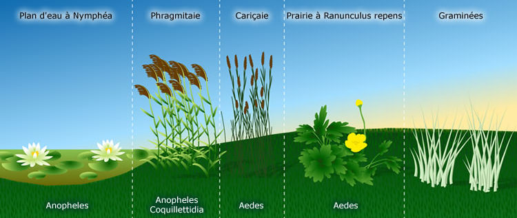  Répartition des moustiques en fonction de la végétation en zone herbacée