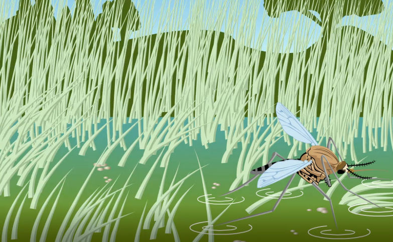 Illustration de la vidéo du cycle en 7 étapes de la vie du moustique