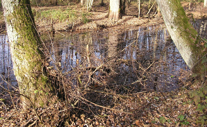 Le marais est un des lieux de prédilection du moustique pour se développer