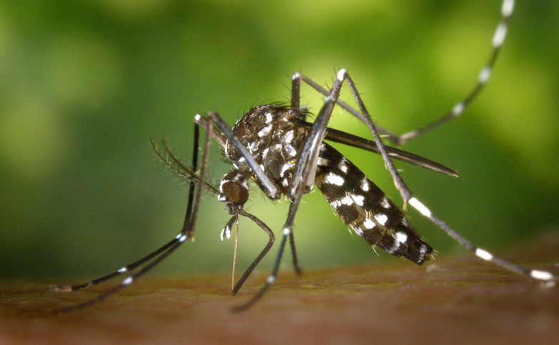 Une femelle moustique Aedes albopictus, moustique-tigre en train de prendre un repas de sang