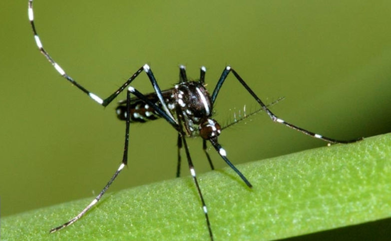 Une femelle moustique tigre, Aedes albopictus