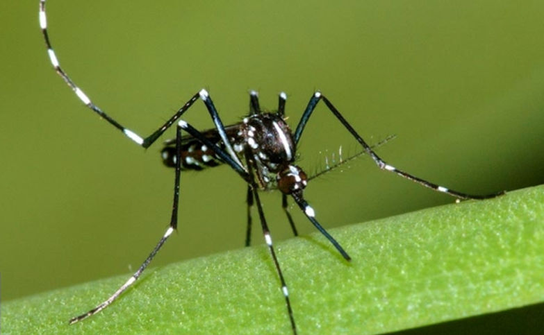 Une femelle moustique tigre, Aedes albopictus
