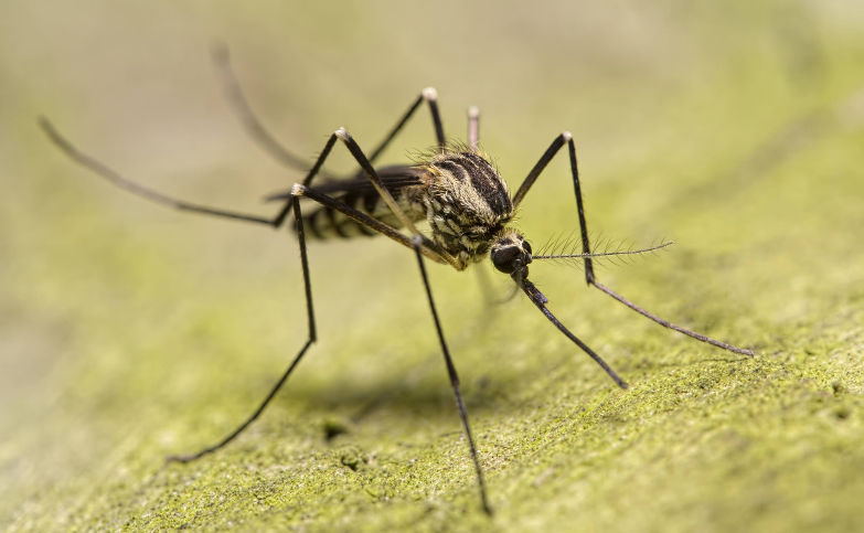 Femelle moustique d'Aedes geniculatus nuisante pour l'homme