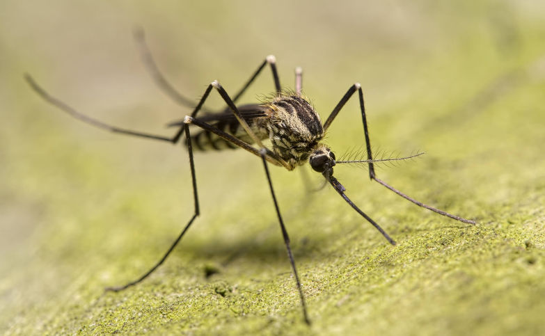 Pourquoi la femelle du moustique pique-t-elle et les autres ...