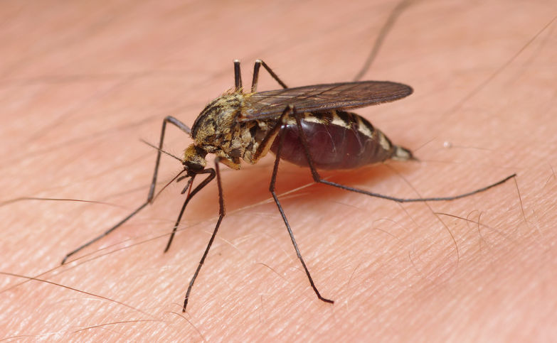 Une femelle moustique d'Aedes Sticticus en train de Piquer un humain. Copyright Walter P. Pfliegler
