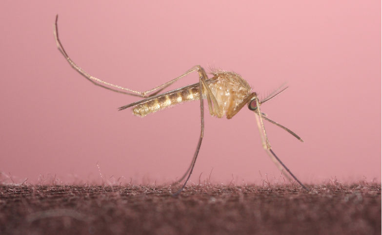 Une femelle moustique Culex Pipens s'apprête à piquer à travers un textile