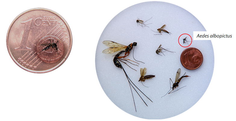 Aedes albopictus est petit moustique tigré