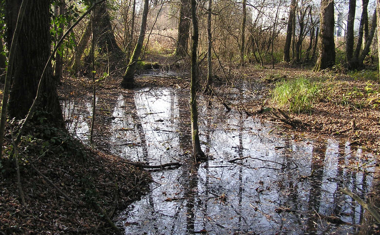 Exemple de gîte à moustiques Aedes : Un sous bois inondé en région Auvergne Rône-Alpes.