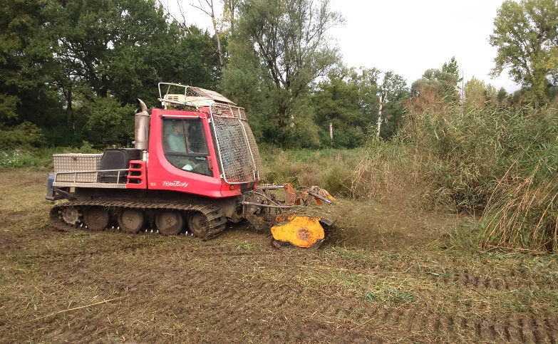 Broyage d’une roselière au moyen d’une chenillette de débroussaillage Pisten Bully, équipée d’un broyeur frontal