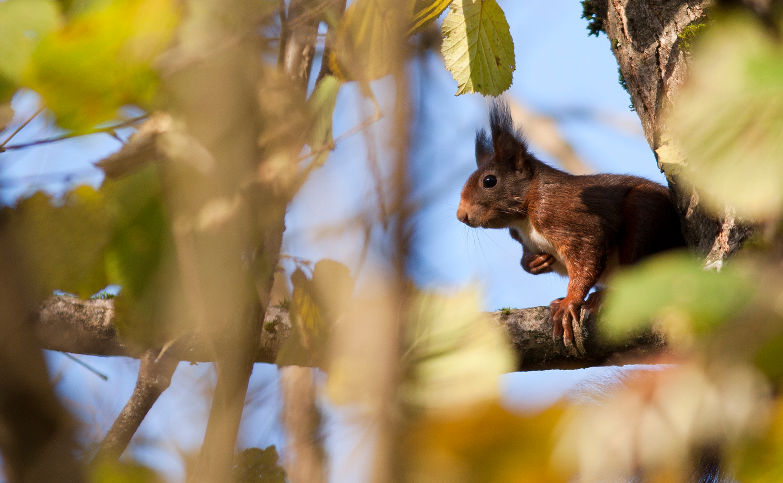 Un écureuil sur une branche de noisetier au marais de Lavours.