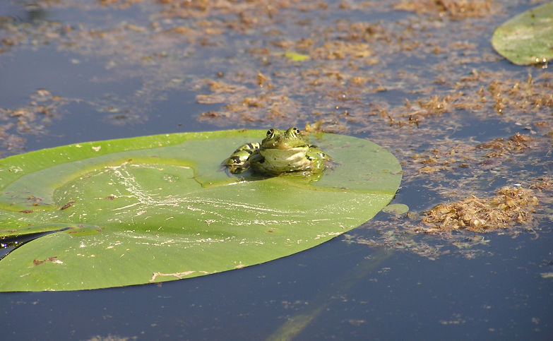 Une grenouille sur nénuphar au marais de Lavours.