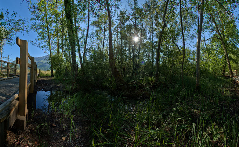 Le sentier sur pilotis à gauche permet de s’immerger dans la nature de la Réserve Naturelle Nationale du marais de Lavours