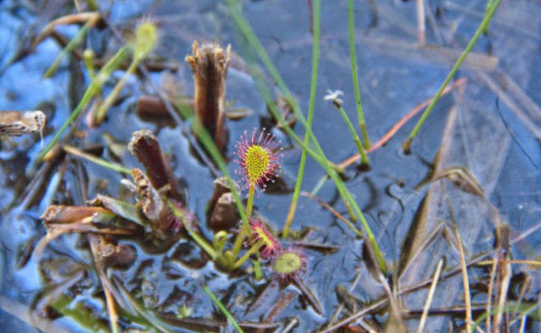 Une plante carnivore dans la Réserve Naturelle Nationale du marais de Lavours observée depuis le sentier sur pilotis aménagé par des agents de l'EID Rhône-Alpes